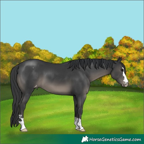 Horse Color:Black Varnish 