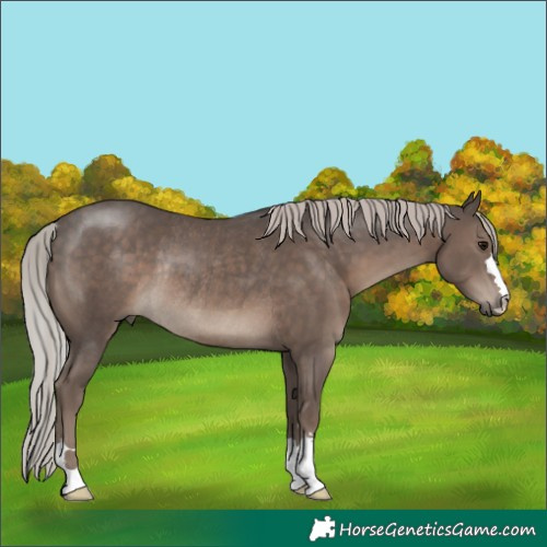 Horse Color:Silver Black Rabicano