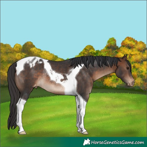 Horse Color:Brown Tobiano Blanket Rabicano 