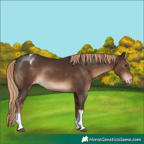 Horse Color:Liver Chestnut Tobiano Appaloosa Rabicano