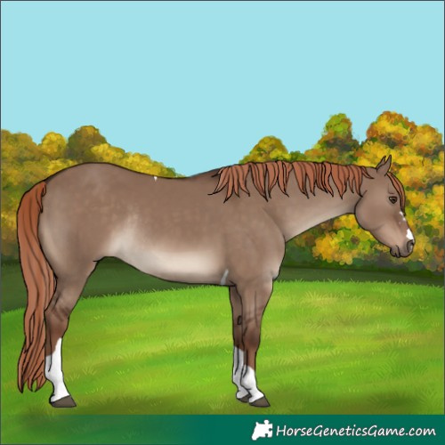 Horse Color:Liver Red Dun Tobiano Rabicano 
