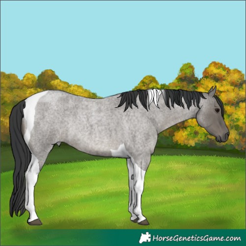 Horse Color:Grullo Roan Tobiano Rabicano