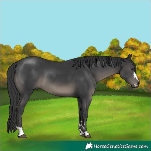 Horse Color:Black 