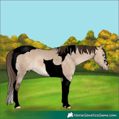 Horse Color:Bay Dun Tobiano Varnish 