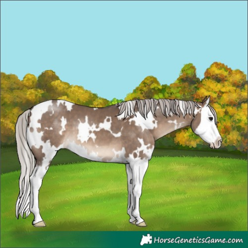 Horse Color:White Spotted Silver Brown Dun Splash 