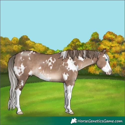 Horse Color:White Spotted Liver Red Dun Splash