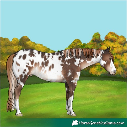 Horse Color:White Spotted Liver Chestnut Blanket Rabicano 