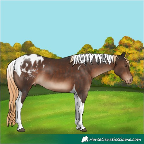 Horse Color:Liver Chestnut Tobiano Varnish 