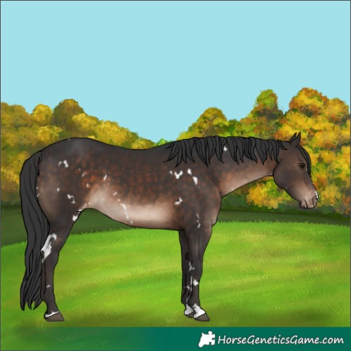 Horse Color:White Spotted Brown Appaloosa 