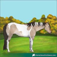 Horse Color:Liver Red Dun Tobiano Rabicano