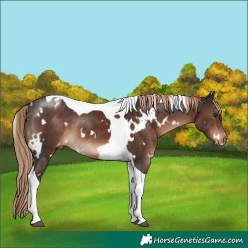 Horse Color:White Spotted Liver Chestnut Tobiano Varnish Rabicano 