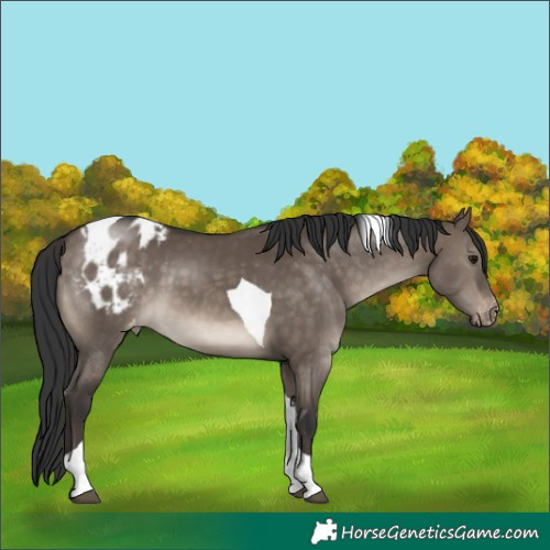 Horse Color:Brown Dun Tobiano Appaloosa 