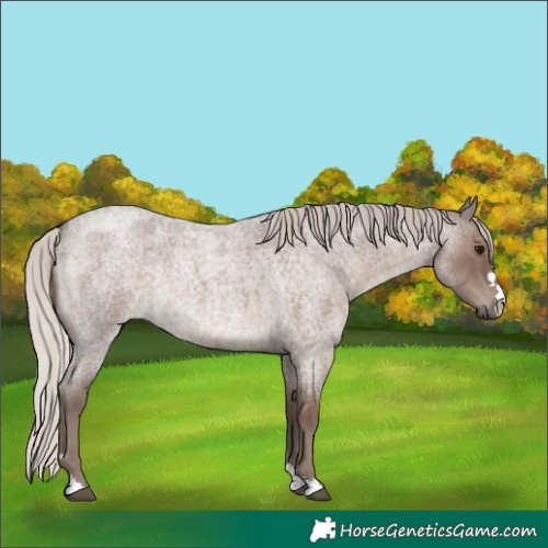 Horse Color:Silver Blue Roan 