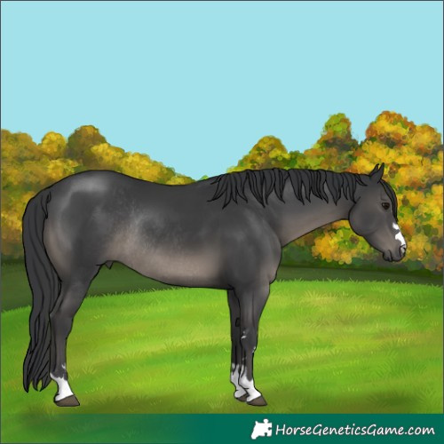 Horse Color:Black Rabicano