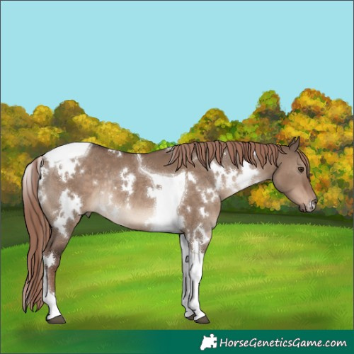 Horse Color:White Spotted Liver Red Dun Tobiano Rabicano