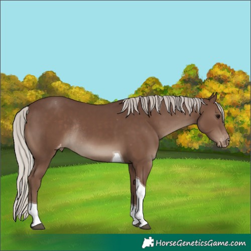 Horse Color:Silver Black Tobiano Appaloosa Rabicano 