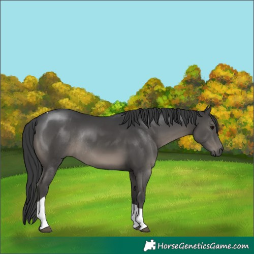 Horse Color:Black Tobiano Rabicano 