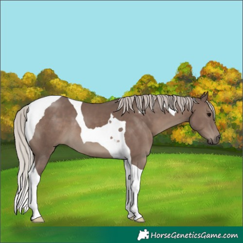 Horse Color:Silver Black Tobiano 