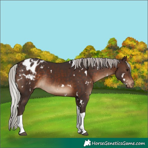 Horse Color:White Spotted Silver Brown Tobiano Appaloosa Rabicano