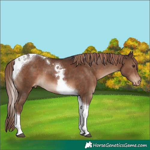 Horse Color:Liver Chestnut Tobiano Appaloosa 