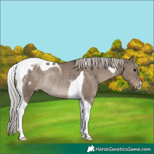 Horse Color:Silver Grullo Tobiano Appaloosa Rabicano