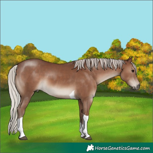 Horse Color:Silver Black Tobiano
