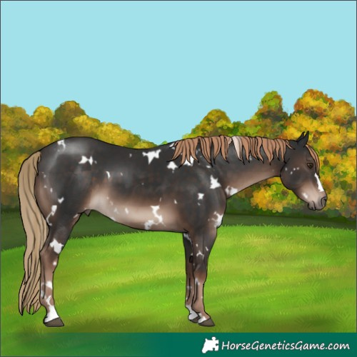 Horse Color:White Spotted Liver Chestnut 