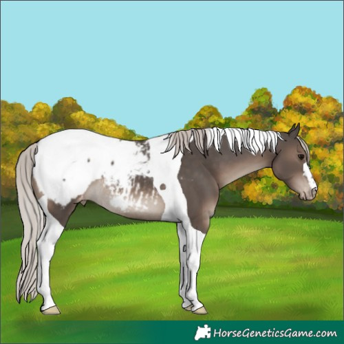 Horse Color:Silver Black Tobiano Appaloosa Rabicano 