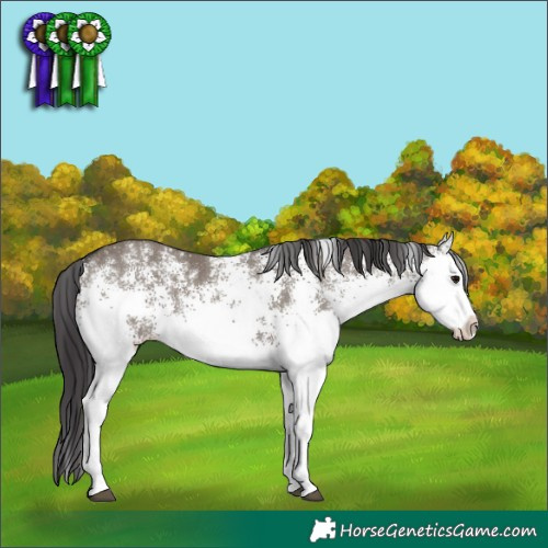 Horse Color:White Spotted Smoky Grullo 