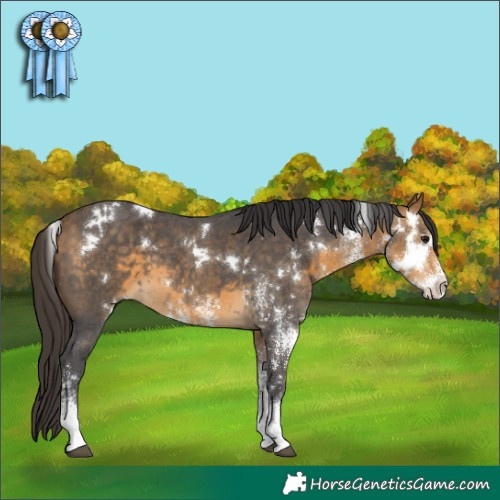 Horse Color:White Spotted Buckskin