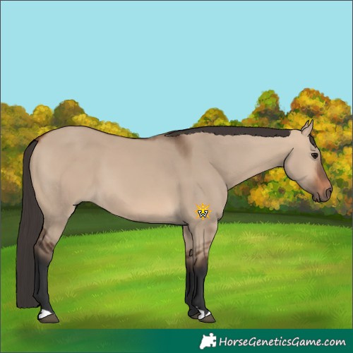Horse Color:Bay Dun