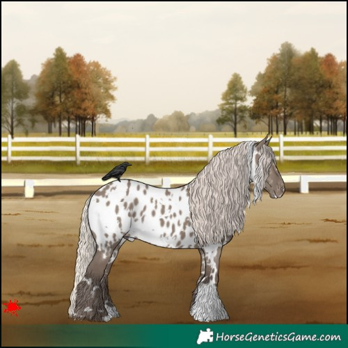 Horse Color:White Spotted Silver Grullo Appaloosa 