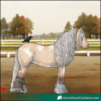 Horse Color:White Spotted Silver Bay Dun