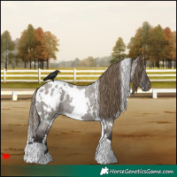 Horse Color:White Spotted Smoky Grullo Roan Blanket