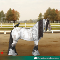 Horse Color:White Spotted Brown Roan Dun Near Leopard Rabicano