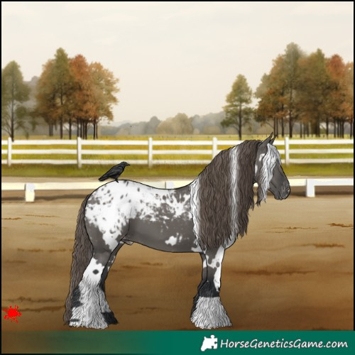 Horse Color:White Spotted Grullo Appaloosa 