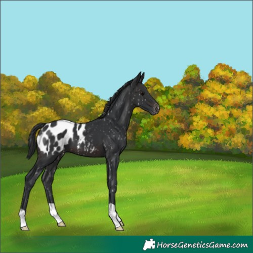 Horse Color:Brown Appaloosa 