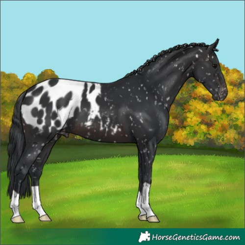 Horse Color:Brown Appaloosa