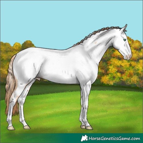 Horse Color:Smoky Black Pearl Appaloosa 