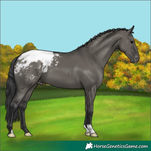 Horse Color:Grullo Snowcap 