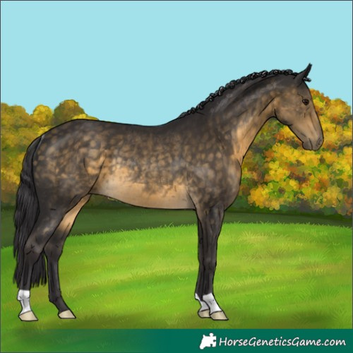 Horse Color:Buckskin Rabicano 