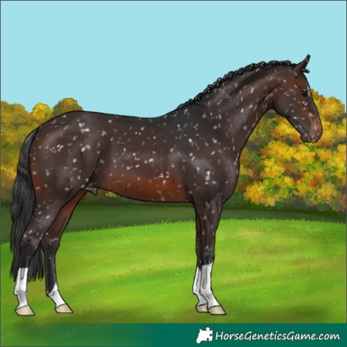 Horse Color:Brown Appaloosa 