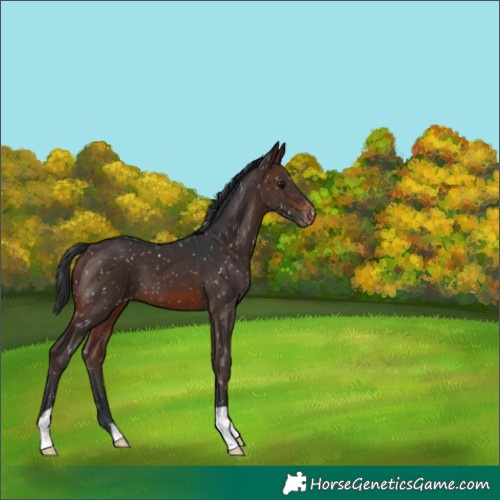 Horse Color:Brown Appaloosa