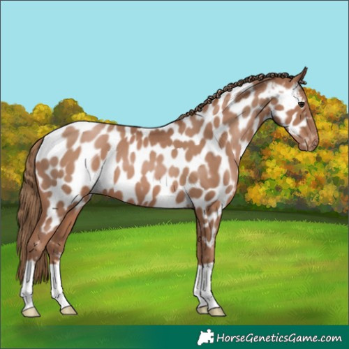 Horse Color:Black Pearl Appaloosa 