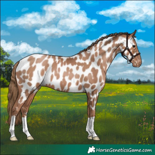 Horse Color:Black Pearl Appaloosa