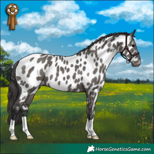 Horse Color:Grullo Appaloosa 