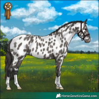 Horse Color:Grullo Appaloosa