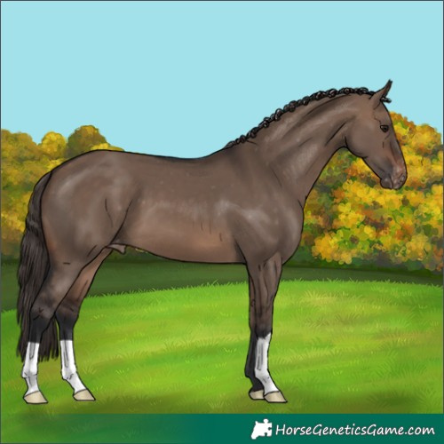 Horse Color:Brown Dun Appaloosa 