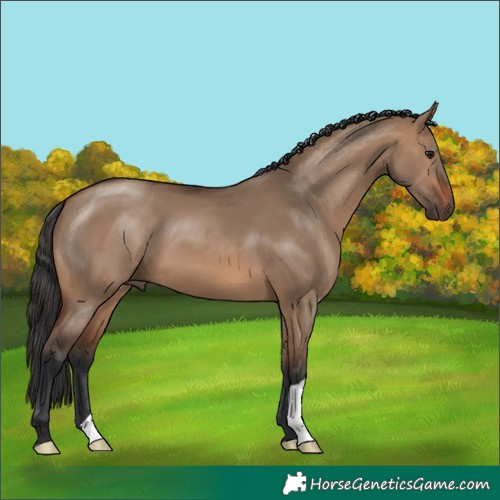 Horse Color:Brown Dun 