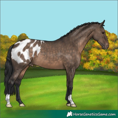 Horse Color:Brown Dun Appaloosa 